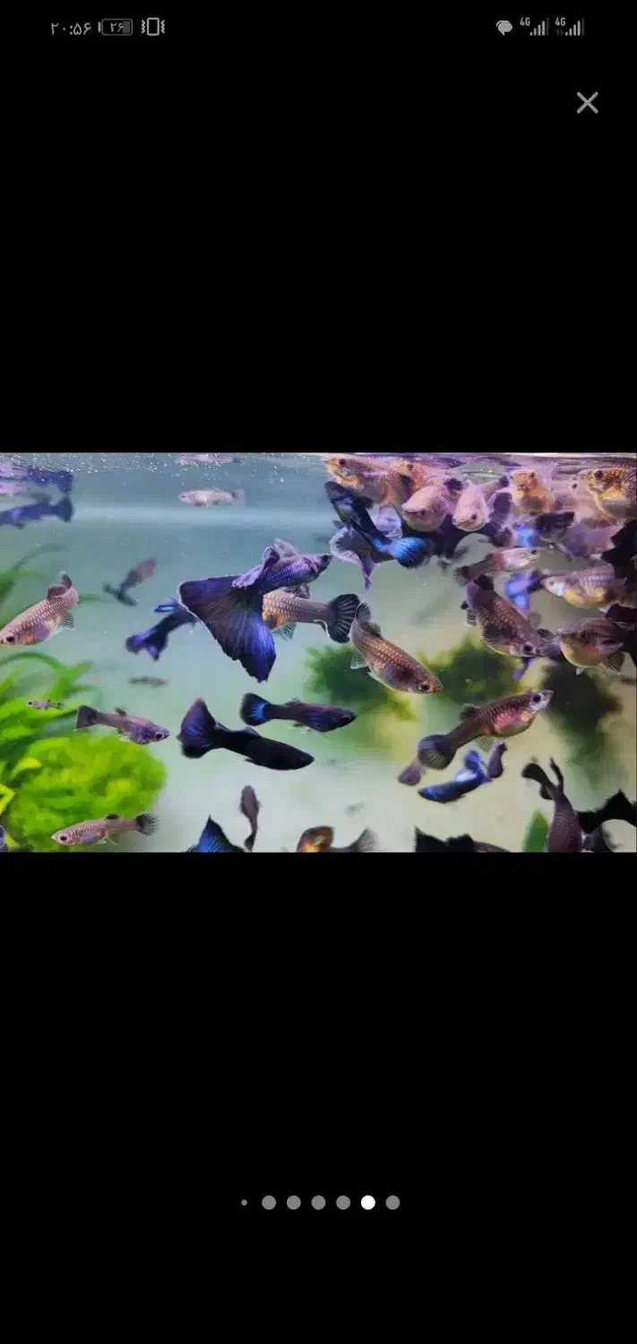 گوپی وارداتی|ماهی|تربتحیدریه, فردوسی جنوبی|دیوار