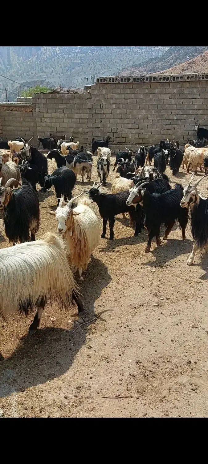 گله بز|حیوانات مزرعه|ناغان, |دیوار