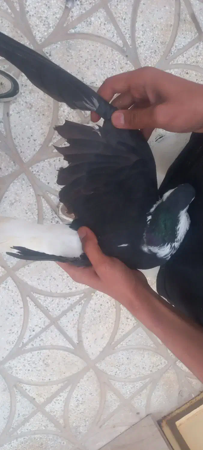 کفتر|پرنده|اسفراین, |دیوار