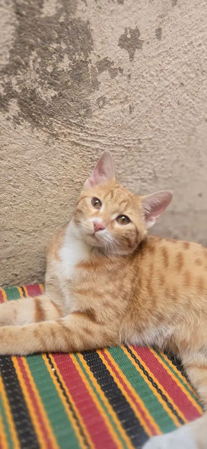 گربه خانگی|گربه|یاسوج, |دیوار