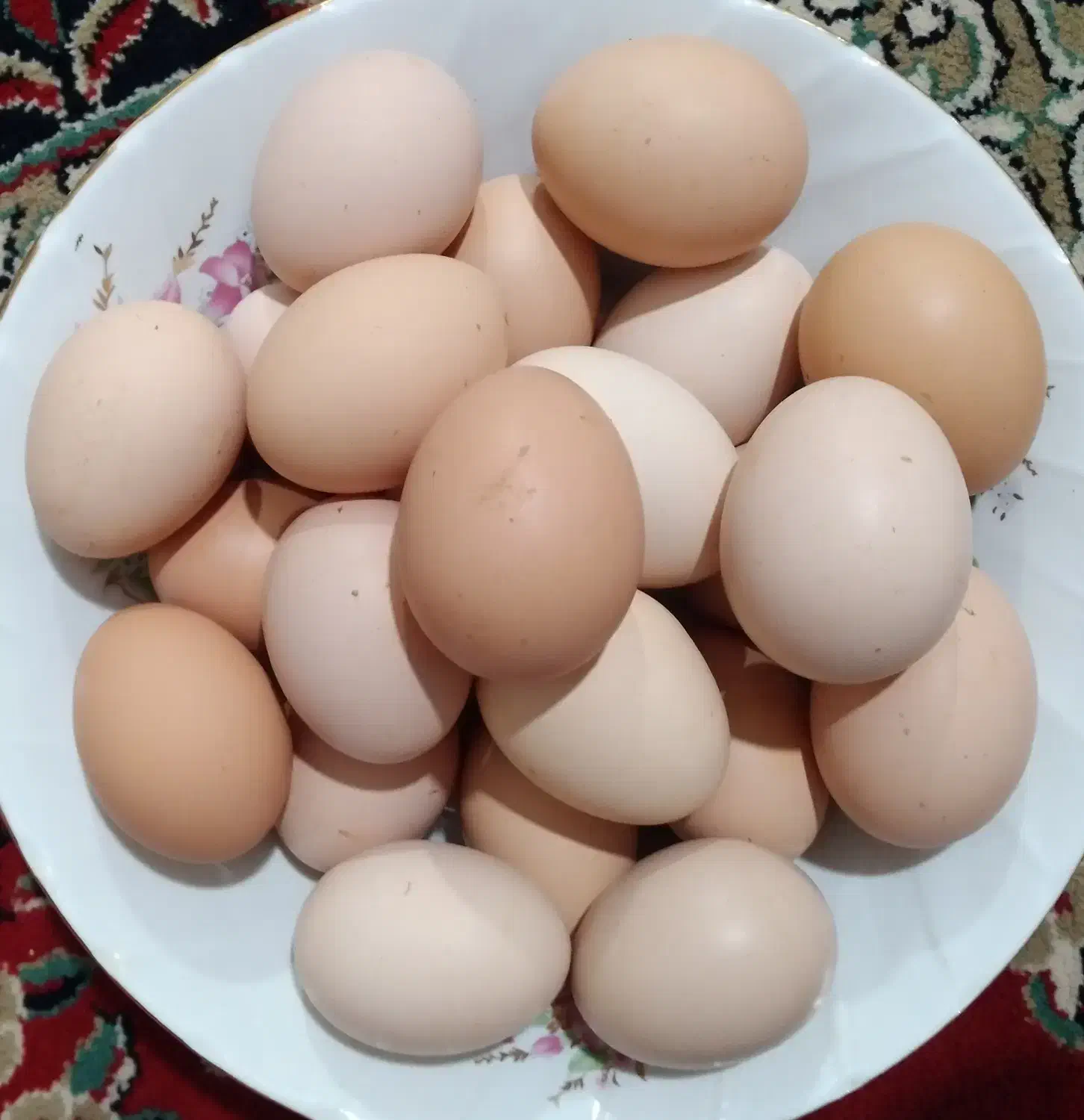 تخم مرغ محلی|حیوانات مزرعه|شیروان (خراسان), |دیوار