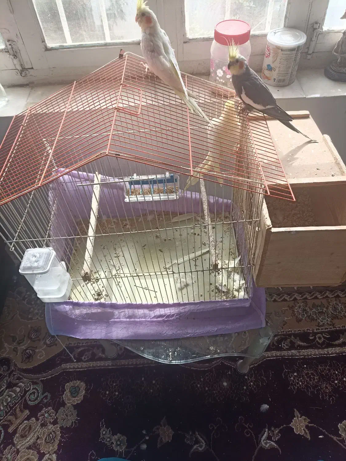 عروس هلندی|پرنده|رامسر, |دیوار