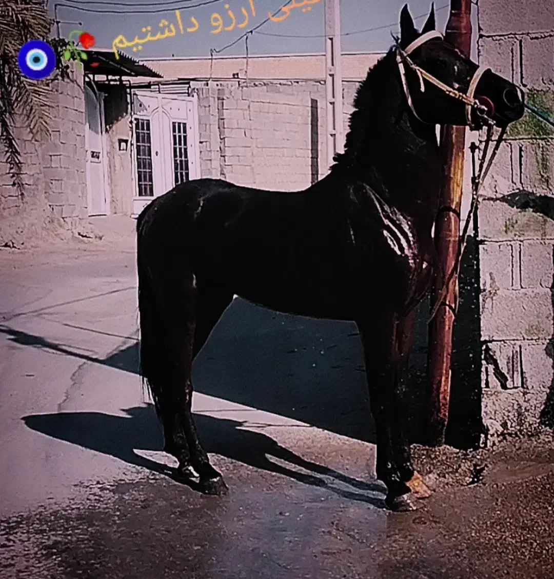 اسب عرب|اسب و تجهیزات اسبسواری|سعدآباد, |دیوار