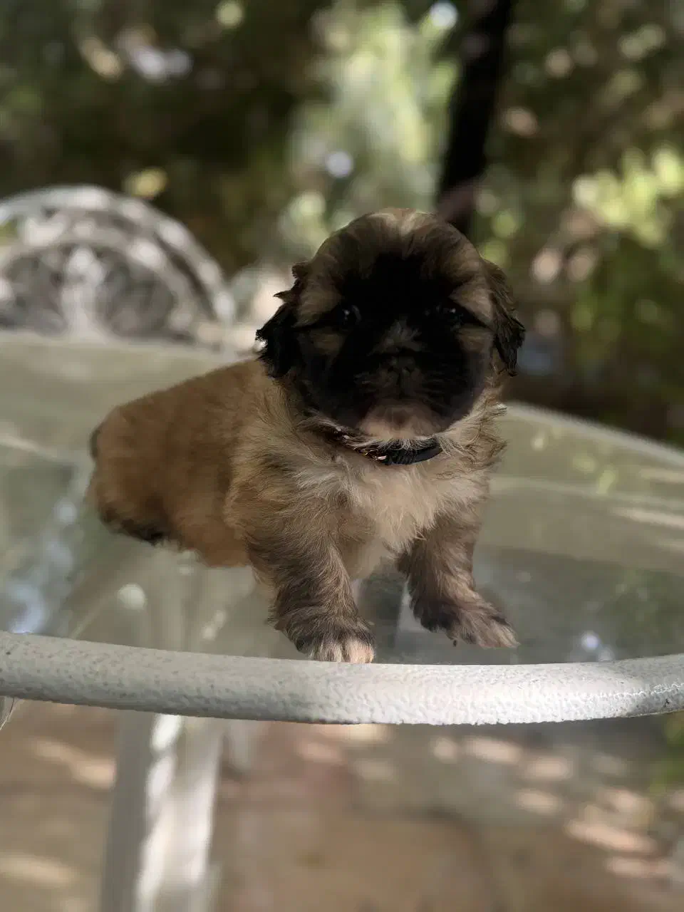 فوری فوری شاه توله پیکینیز|سگ|شهریار, اسدآباد|دیوار