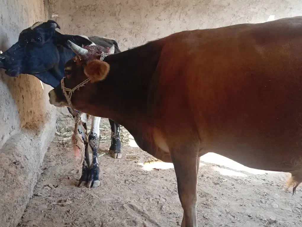 گوساله نر|حیوانات مزرعه|تیمور آباد, |دیوار