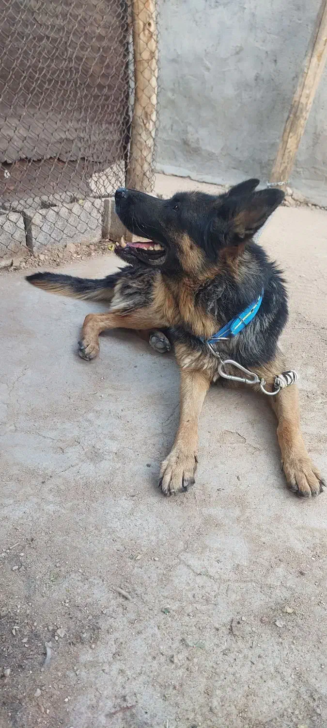 سگ ژرمن|سگ|بیدشهر, |دیوار