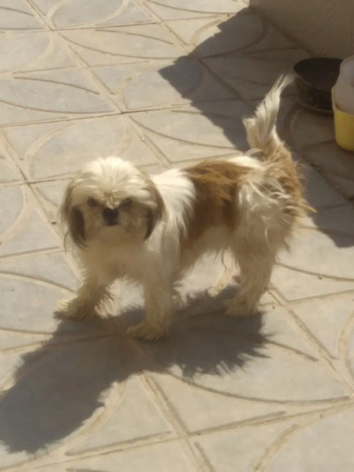 واگذاری سگ پشمالو|سگ|کرمان, |دیوار