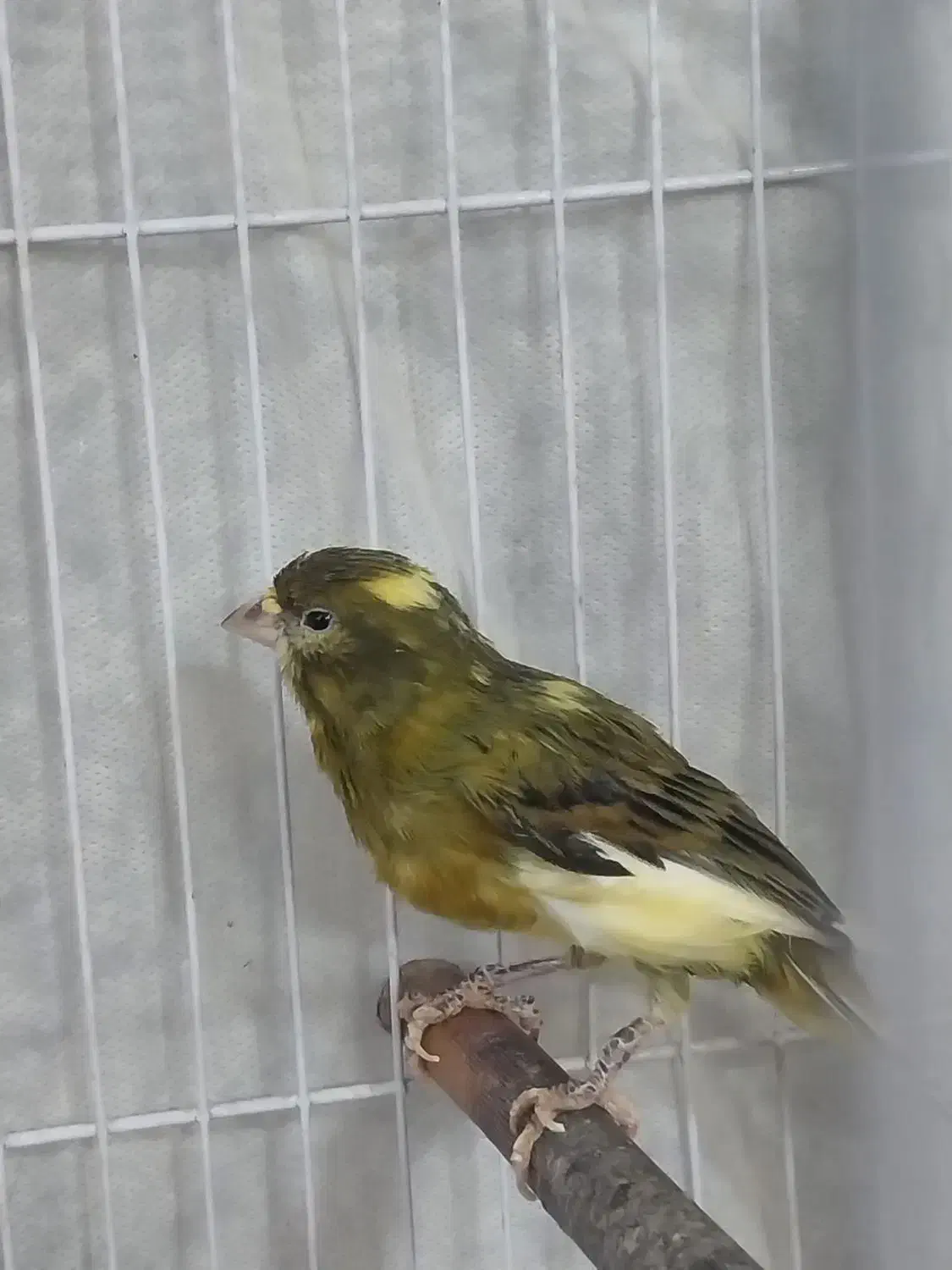 قناری|پرنده|نیشابور, بنیاد شهید|دیوار