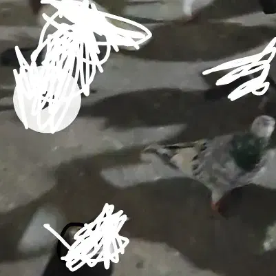 کبوتر گمشده|حیوانات|سبزوار, قصبه شرقی|دیوار