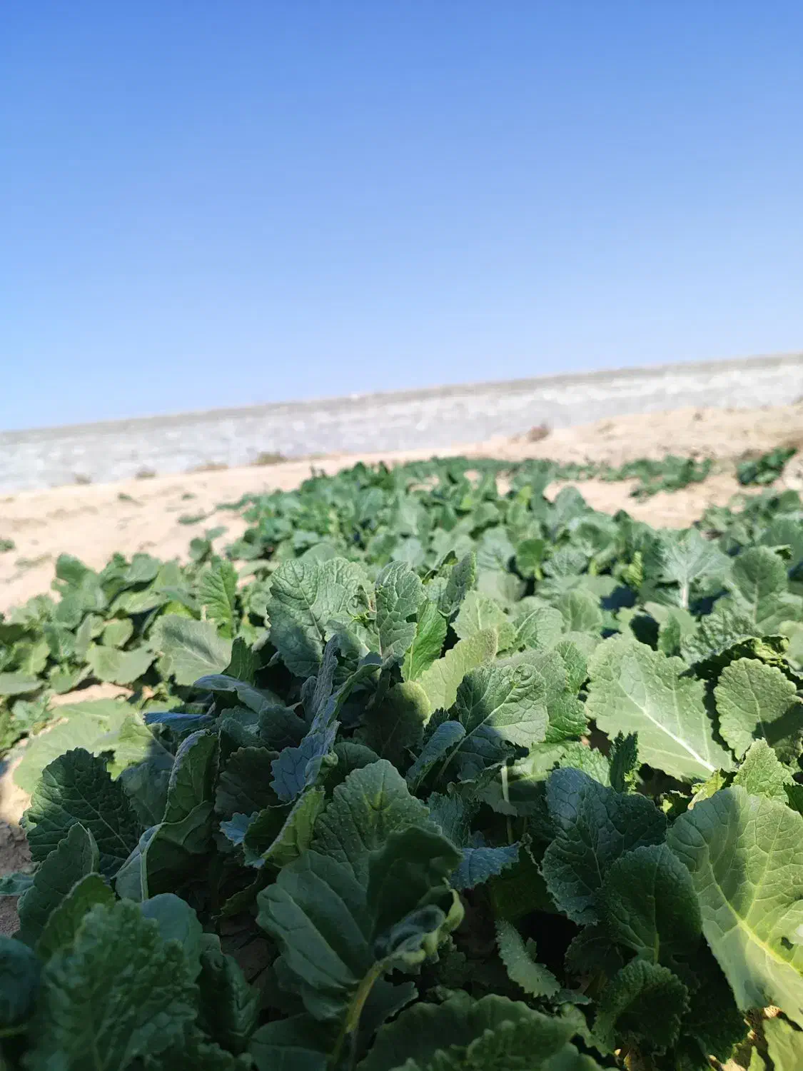 بذر سبزیجات بذر تره بذر یونجه بذر شوید بذر باقالا|گل و گیاه طبیعی|اصفهان, سلطانآباد|دیوار