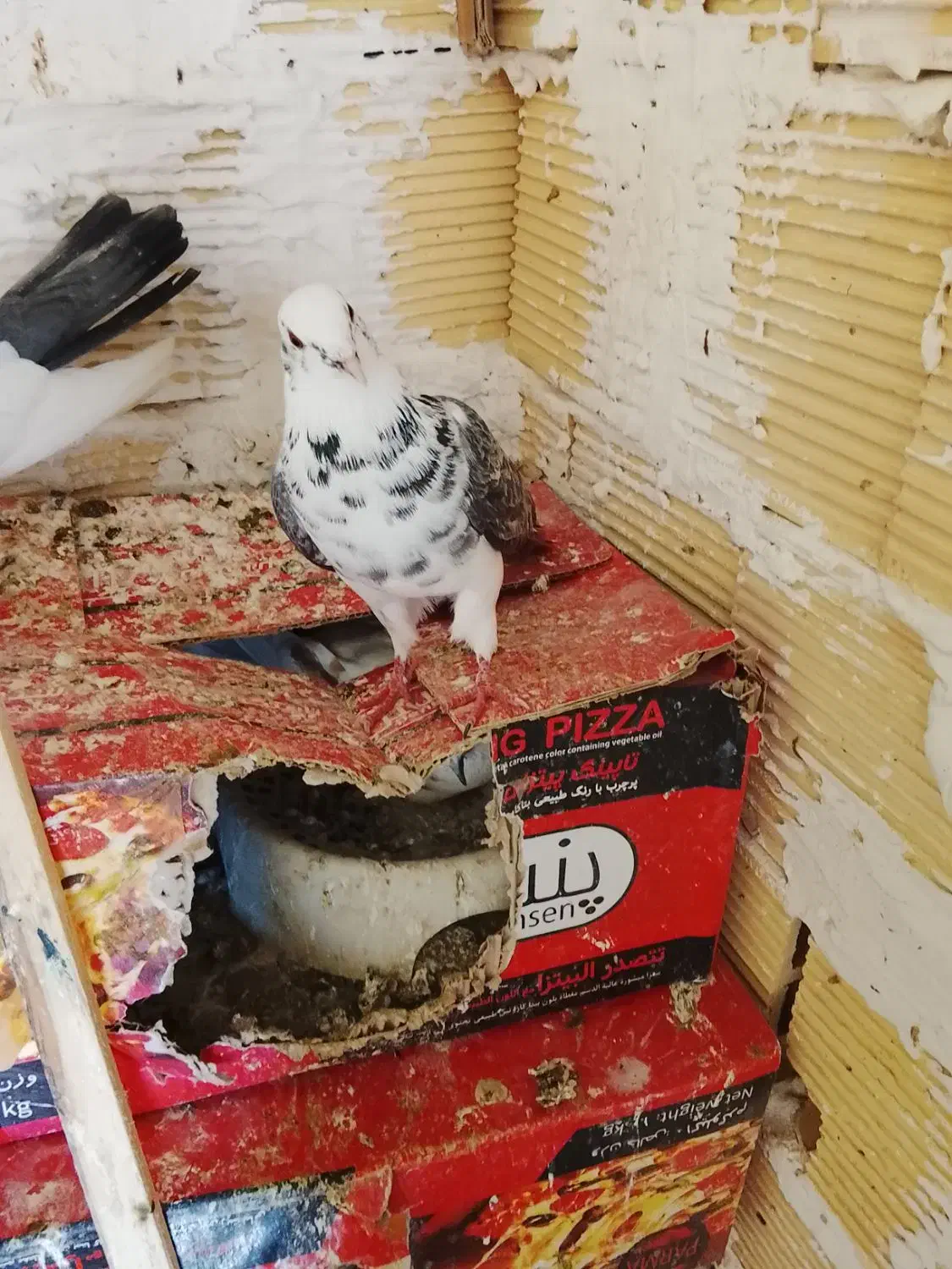 کبوتر|حیوانات|کرمانشاه, |دیوار