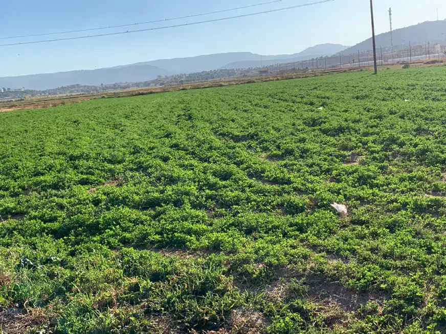 یونجه|خدمات باغبانی و درختکاری|خرم‌آباد, |دیوار