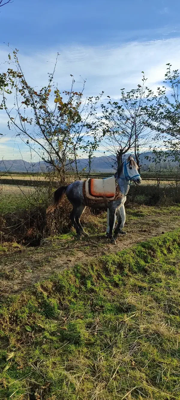 اسی نریان|اسب و تجهیزات اسب‌سواری|رضوانشهر, |دیوار