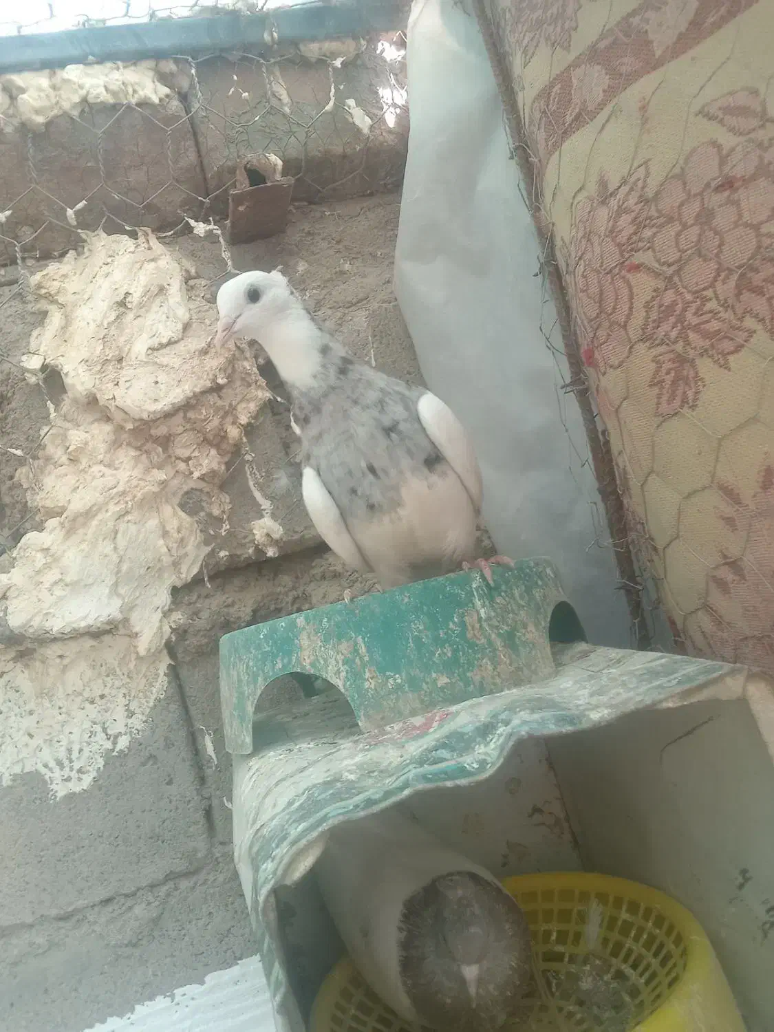 طوقی|پرنده|بم, |دیوار