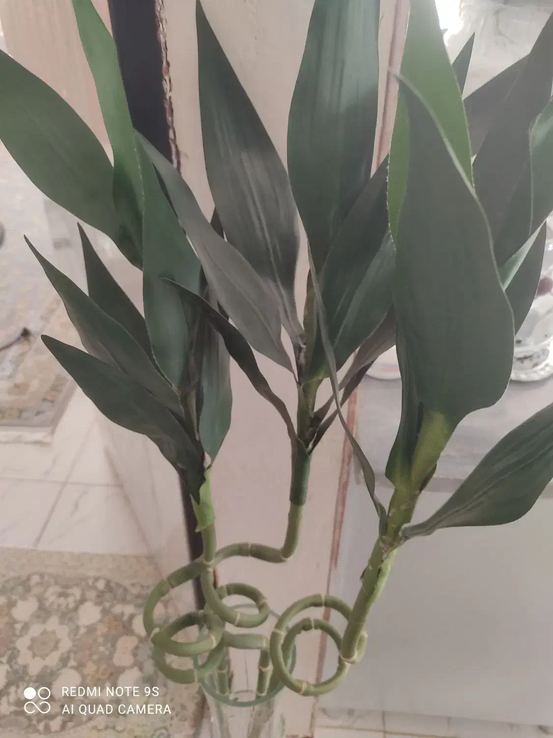 گل سانسوریا|گل و گیاه طبیعی|سنندج, |دیوار