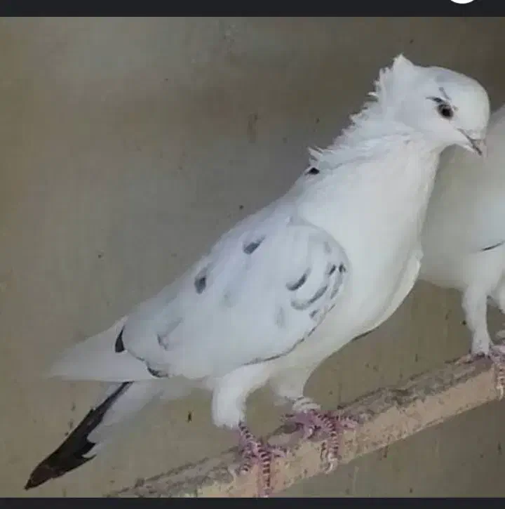 کبوتر پرشی|پرنده|سیرجان, |دیوار