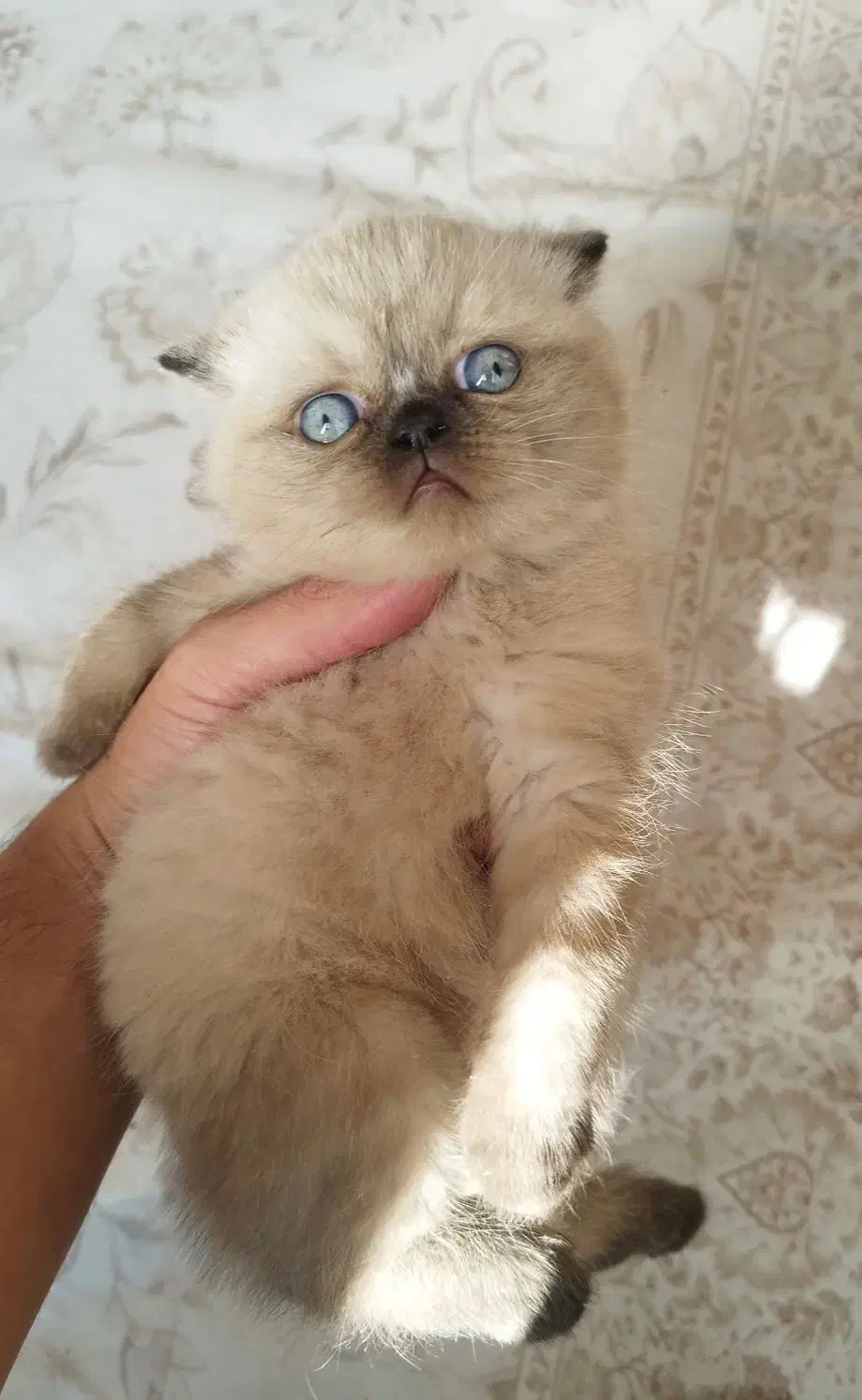 اسکاتیش فولد لانگ هیر و بریتیش هیمالین|گربه|سقز, |دیوار