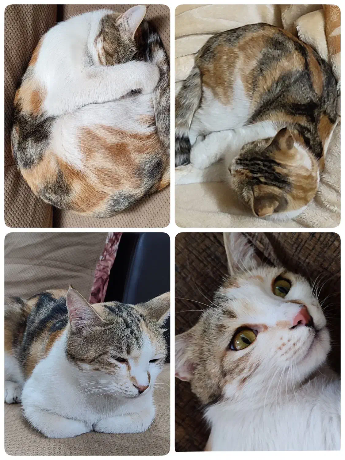 گربم گم شده|گربه|تالش, هشتپر|دیوار