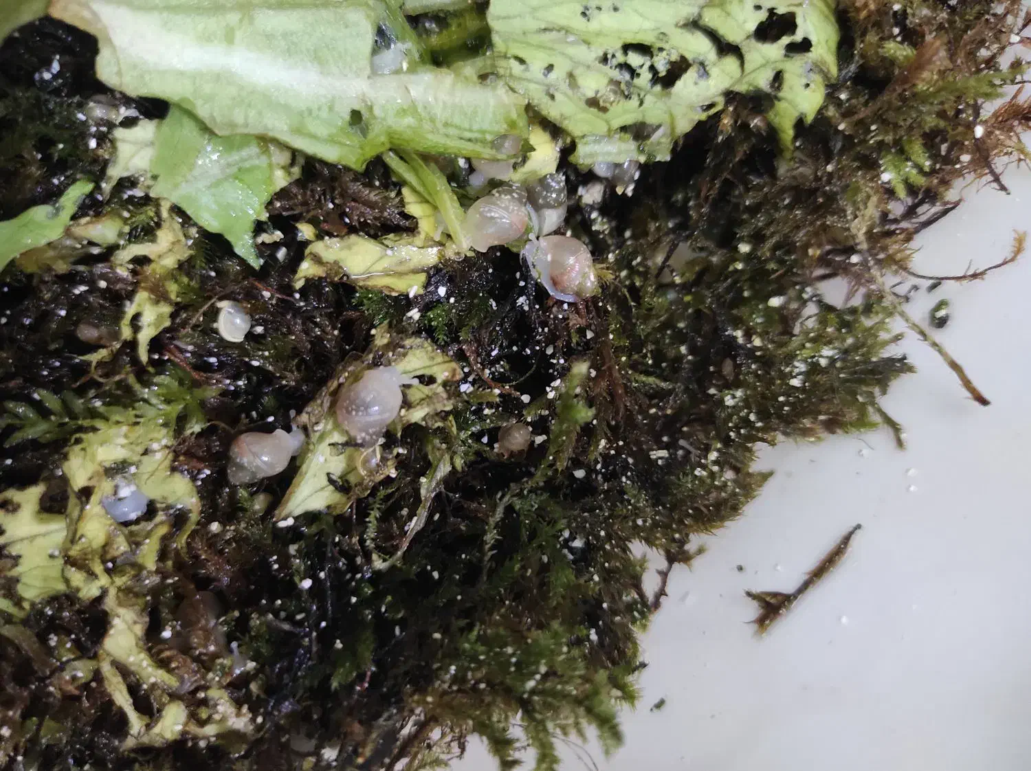 بچه حلزون|خزنده|تهران, مشیریه|دیوار