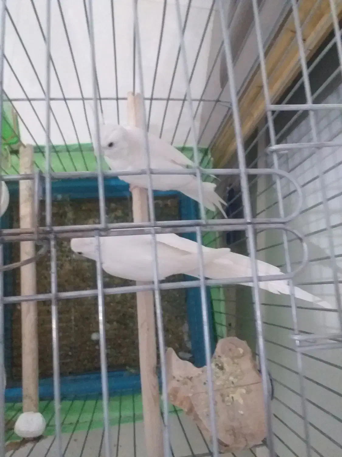 عروس هلندی|پرنده|سرپل ذهاب, |دیوار