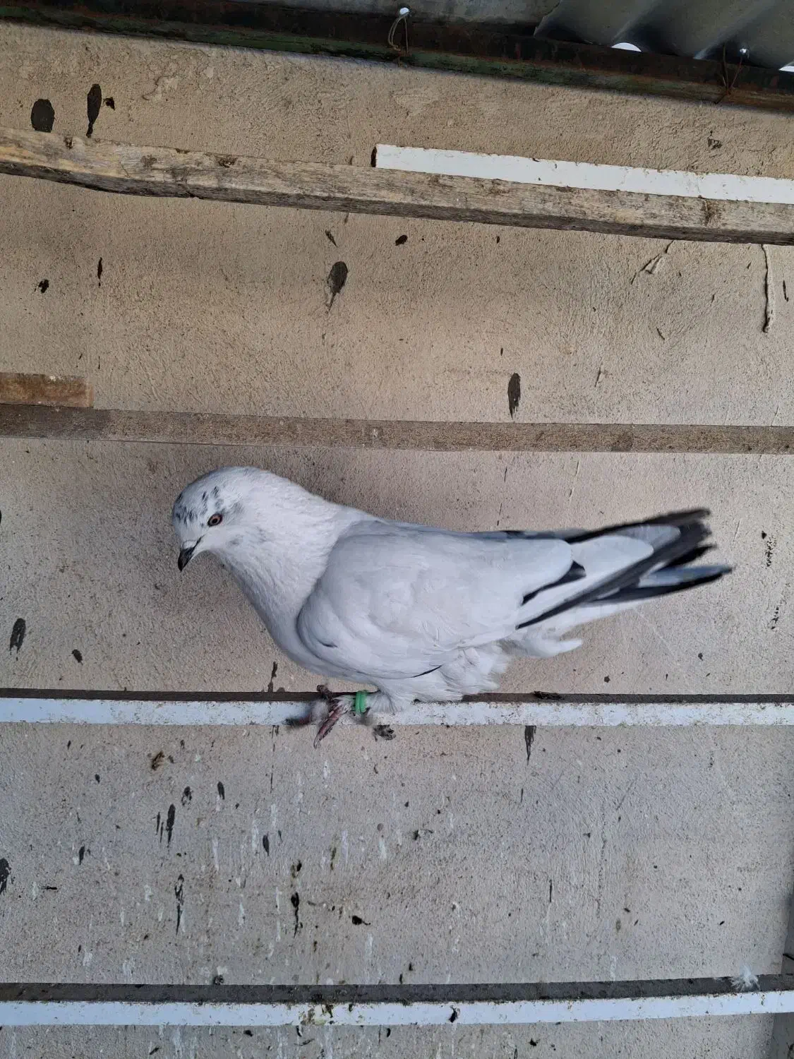 ۲عدد کفتر کله دم سبز|پرنده|قرچک, میرزائی جنوبی|دیوار