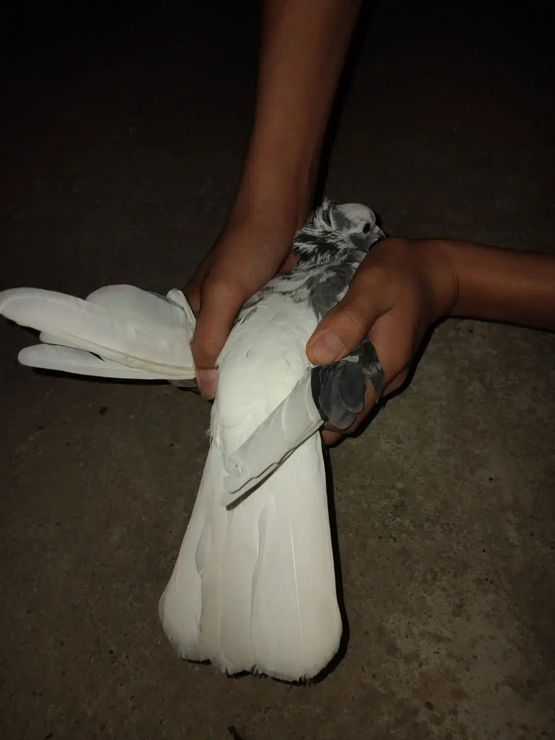 کفتر تکپر ماده|پرنده|مینودشت, |دیوار