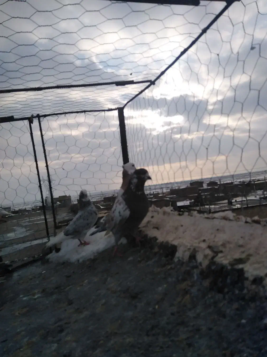 گرفتنی|پرنده|نیشابور, دربقاضی|دیوار