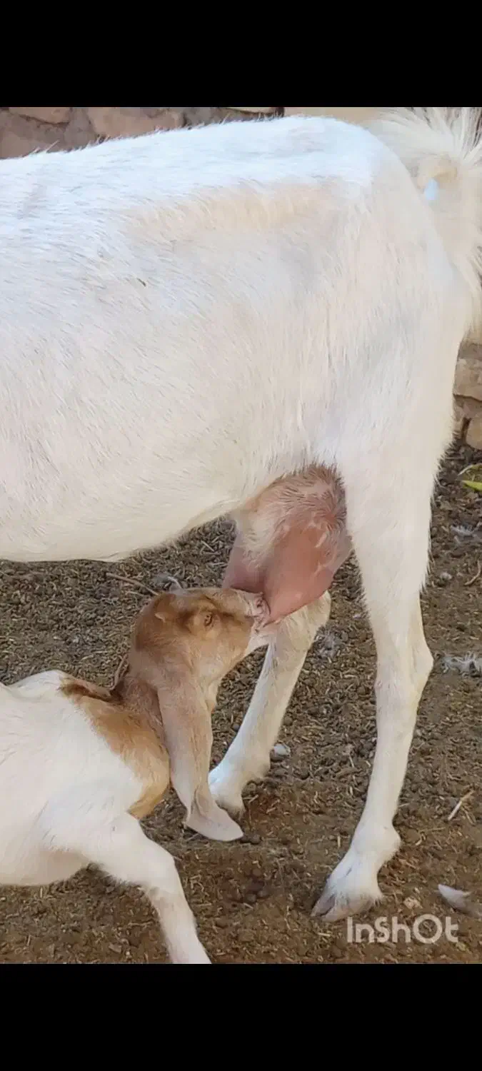 بز پاکستانی شیرا با بزغاله ماده|حیوانات مزرعه|کاشمر, |دیوار