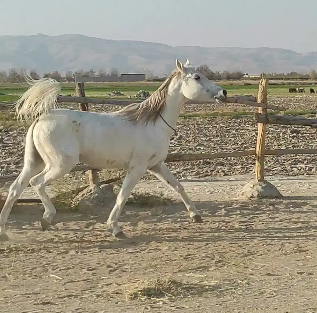 فروش اسب سفیدمادیان بسیار زیبا با آبستن ۴ماهه|اسب و تجهیزات اسبسواری|فیروزآباد (فارس), |دیوار