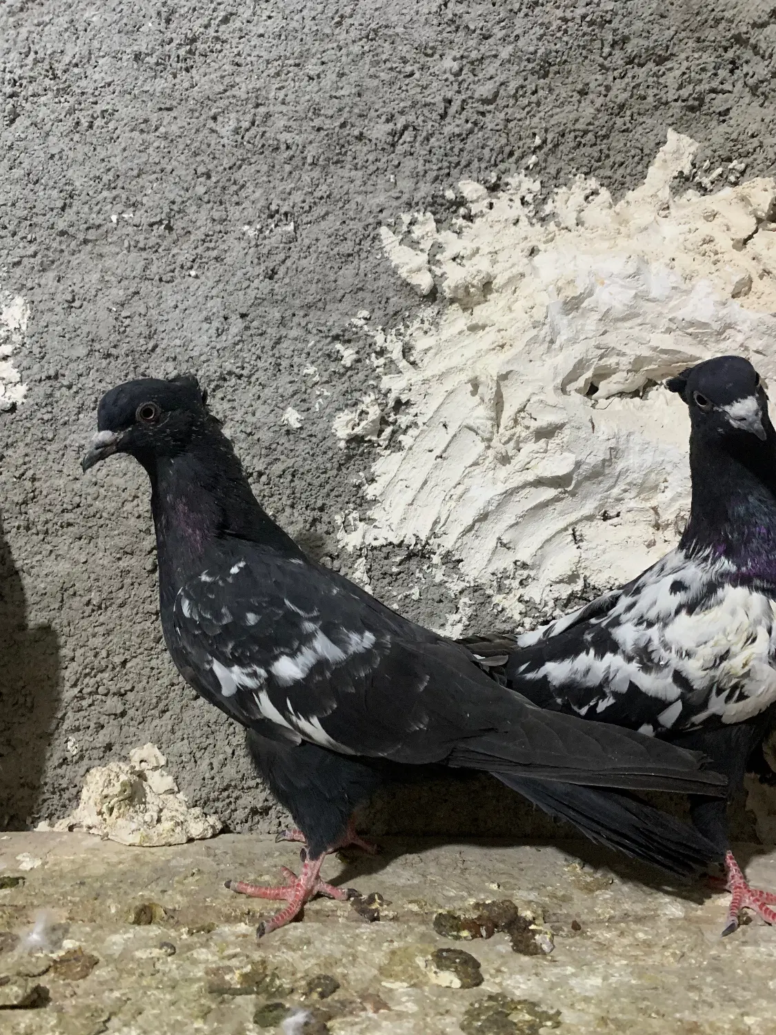 سینه|پرنده|قوچان, |دیوار