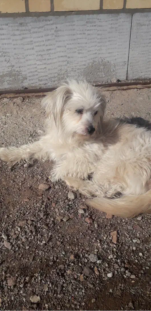 سگ گم شده|حیوانات|اندیشه, اندیشه فاز ۱|دیوار