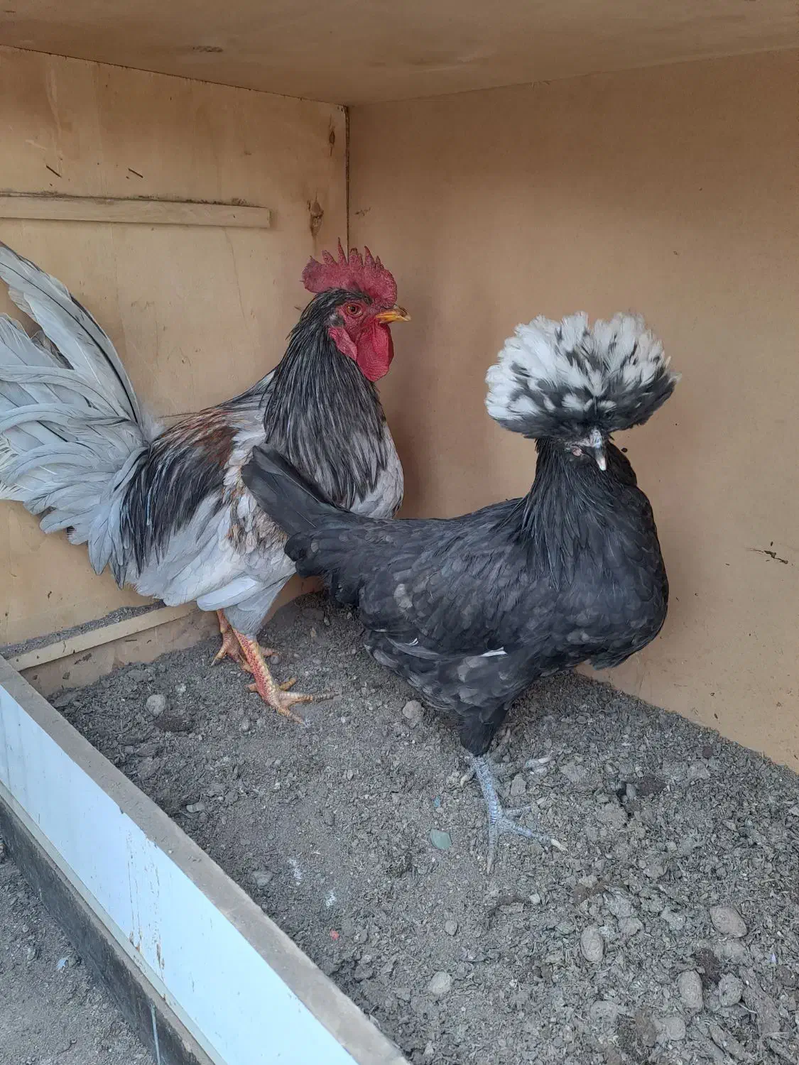 مرغ وخروس محلی|حیوانات مزرعه|تهران, جوادیه|دیوار