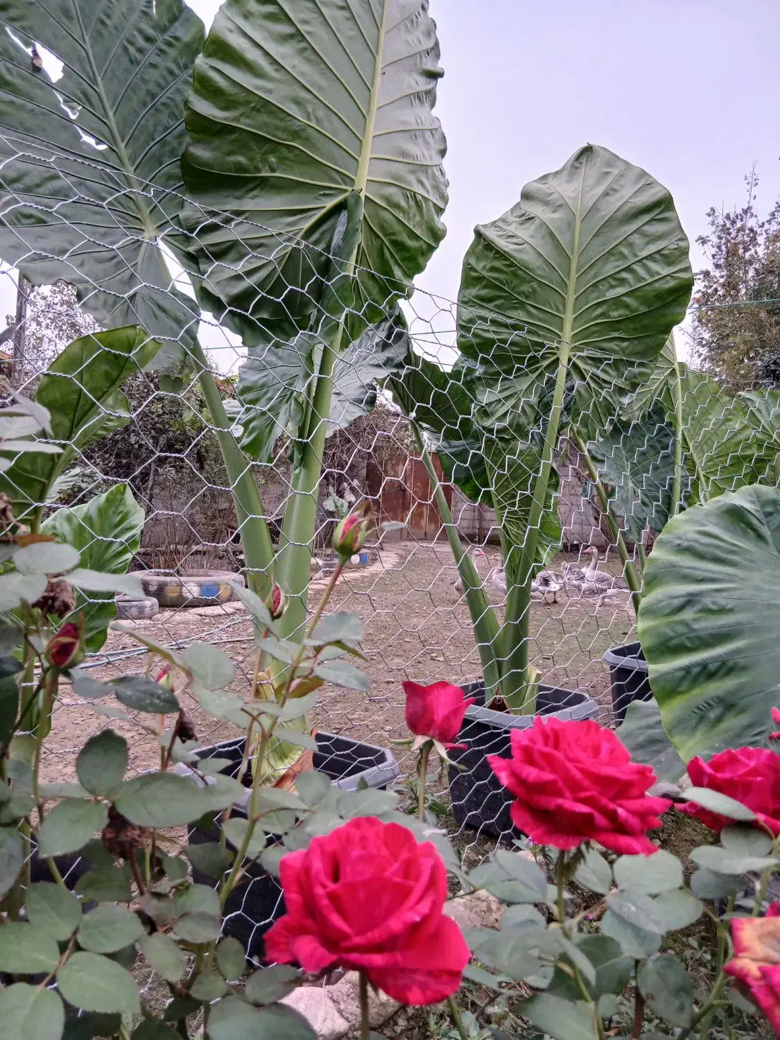 فروش بابا آدم.|گل و گیاه طبیعی|فومن, |دیوار