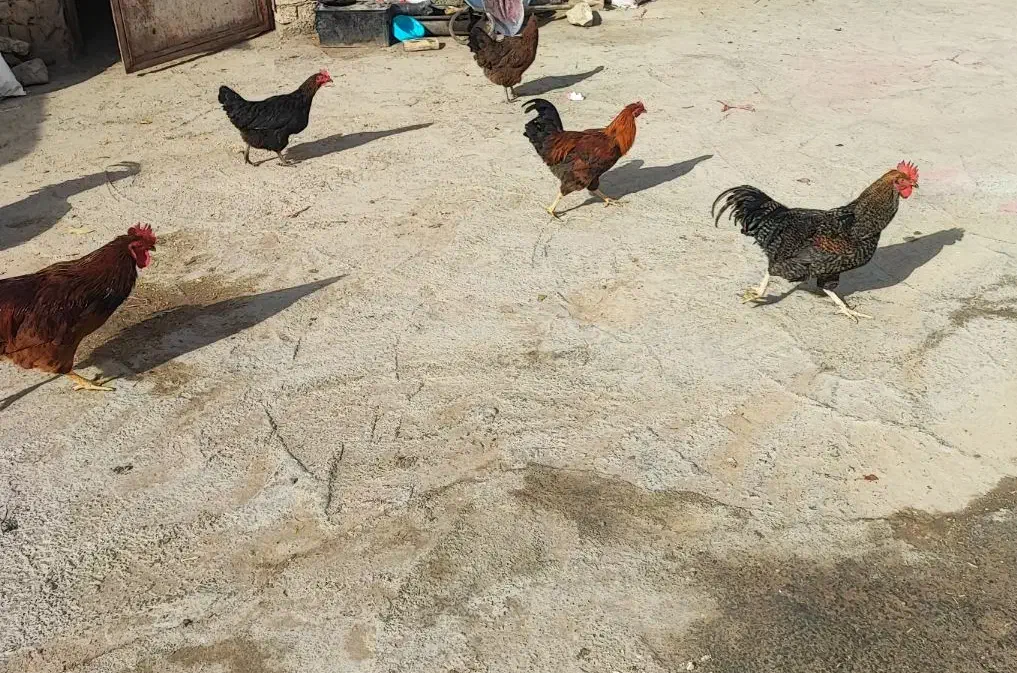 خروس فروشی|حیوانات مزرعه|دینور, |دیوار