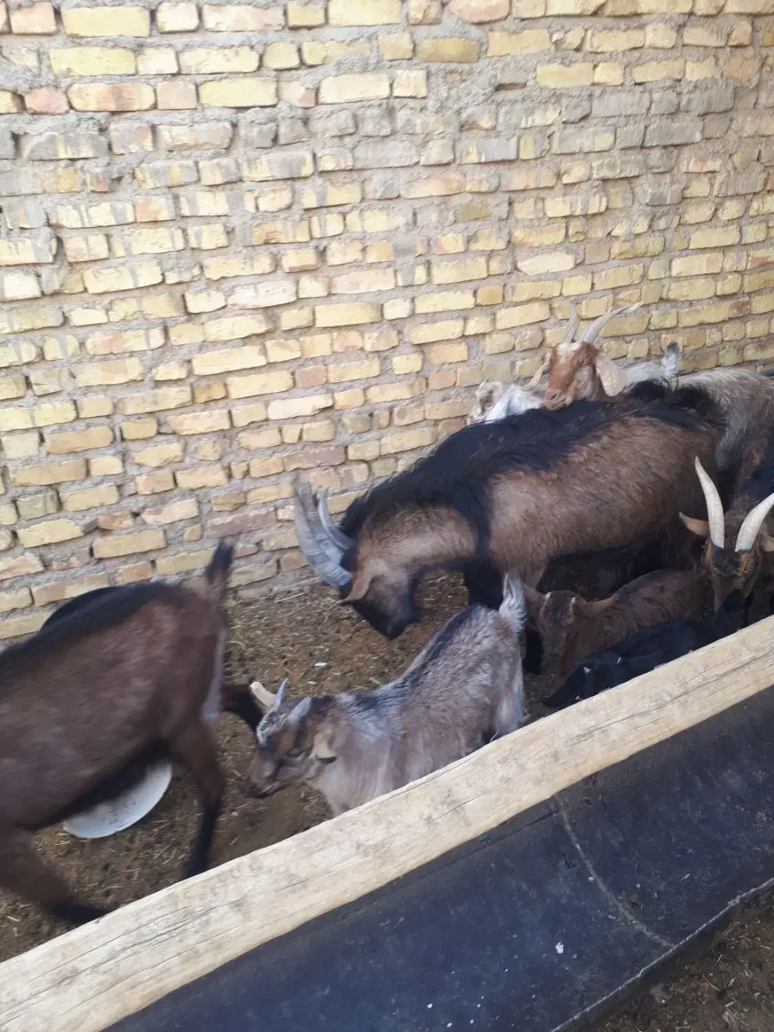 بزغاله نر آلپایین|حیوانات مزرعه|دهق, |دیوار