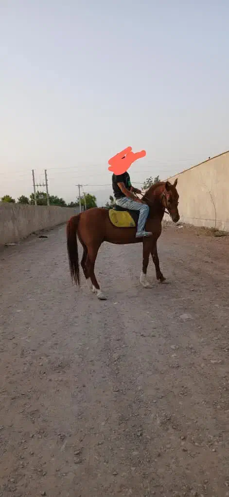 اسب کرد عرب|اسب و تجهیزات اسب‌سواری|چهارباغ, |دیوار