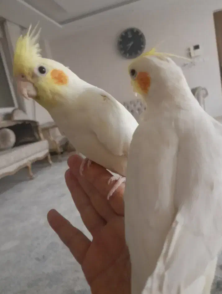 عروس هلندی دستی|پرنده|ابهر, |دیوار