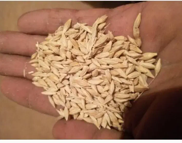 جو و تخم شبدر|خدمات باغبانی و درختکاری|شهرکرد, |دیوار