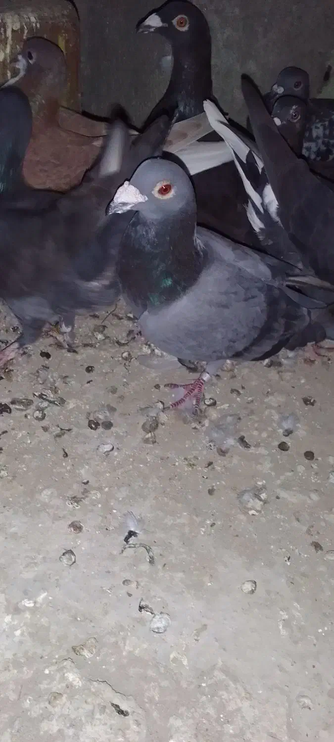 کبوتر غروب بازی|پرنده|گنبد کاووس, |دیوار