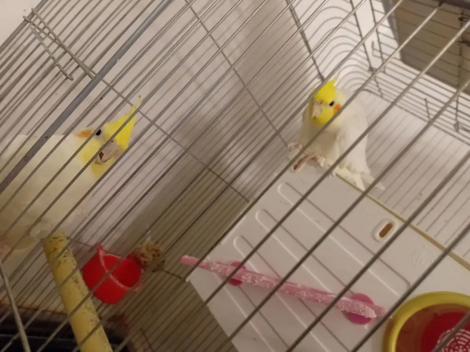 عروس هلندی|پرنده|فرمهین, |دیوار