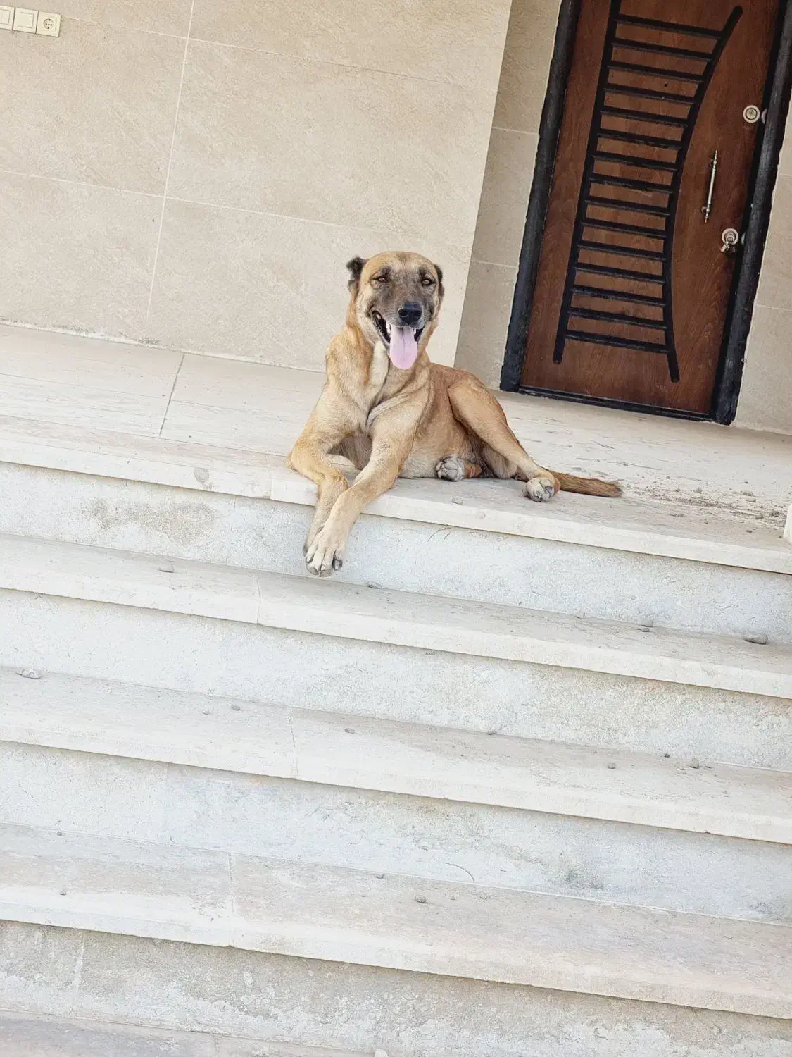 توله سگ ۶ ماهه|سگ|بندرعباس, |دیوار