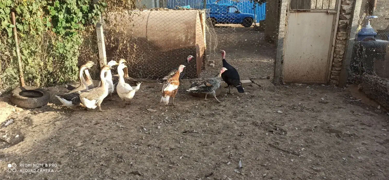 ۷ تاقوغاز دانه ۸۰۰|حیوانات مزرعه|قزوین, |دیوار