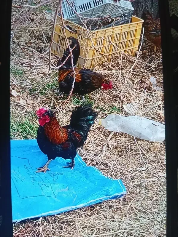 خروس|حیوانات مزرعه|نوشین شهر, |دیوار