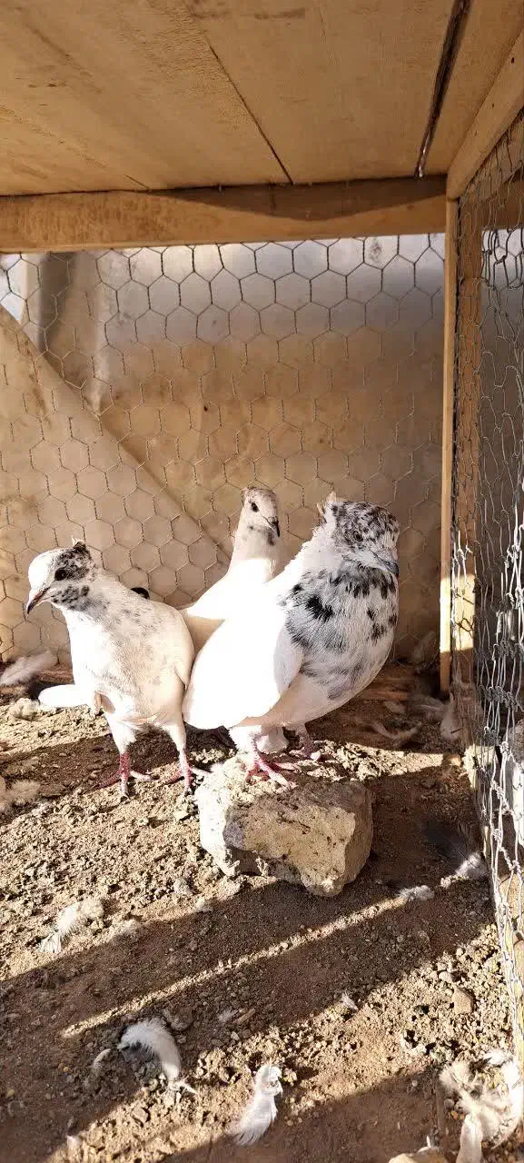 سه عدد نر کاشونی به درد بخور|پرنده|اصفهان, عطار نیشابوری|دیوار