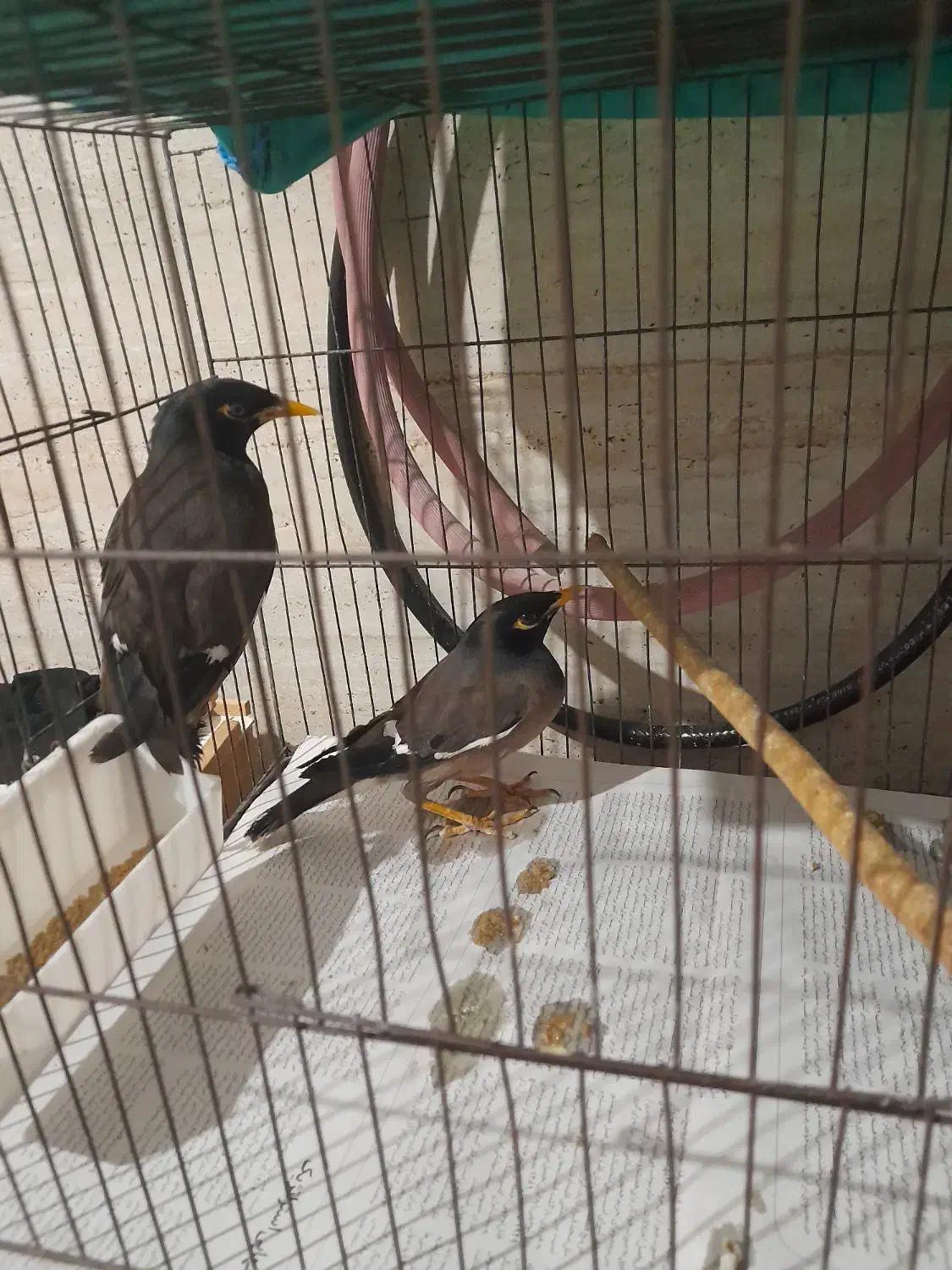 خوشگل مینا|پرنده|رشت, معلولین|دیوار