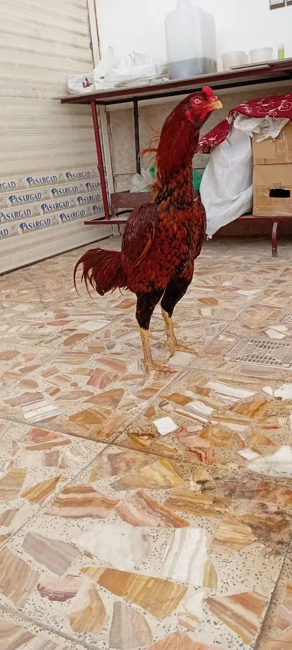 لاری|حیوانات مزرعه|رودبنه, |دیوار