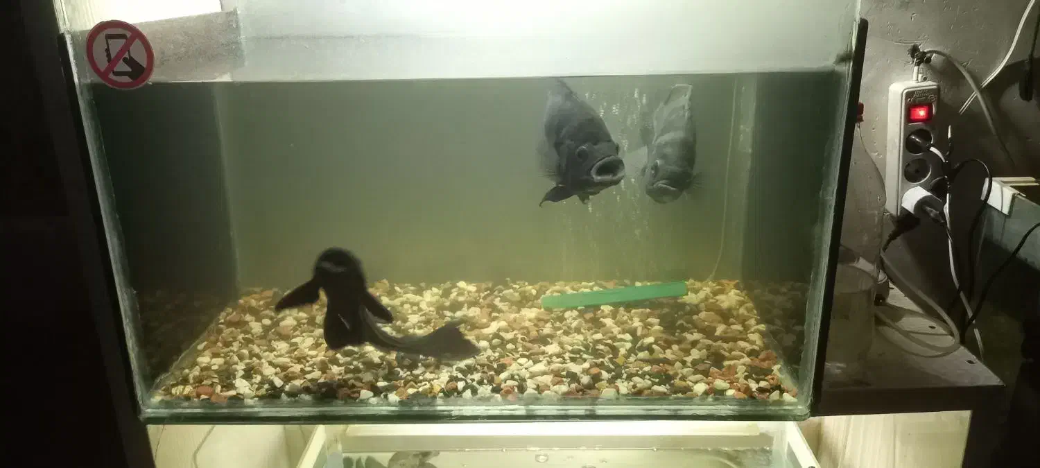 اسکار مولد|ماهی|گرگان, |دیوار