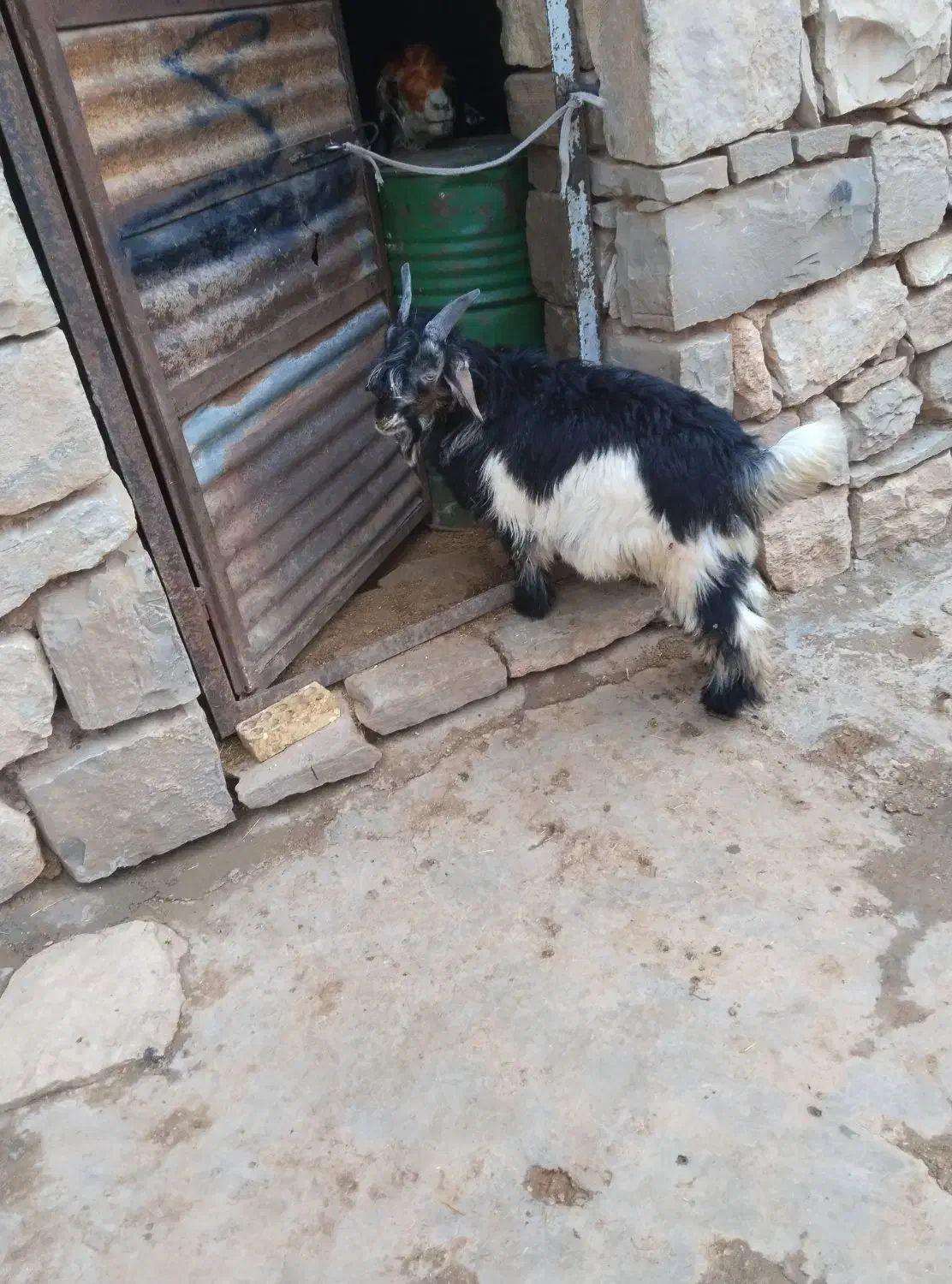 بیگ|حیوانات مزرعه|اندیکا, |دیوار