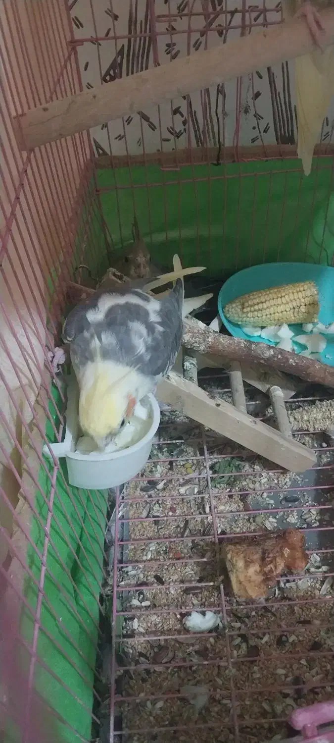 عروس هلندی با جوجه|پرنده|محمدیه-قزوین, |دیوار