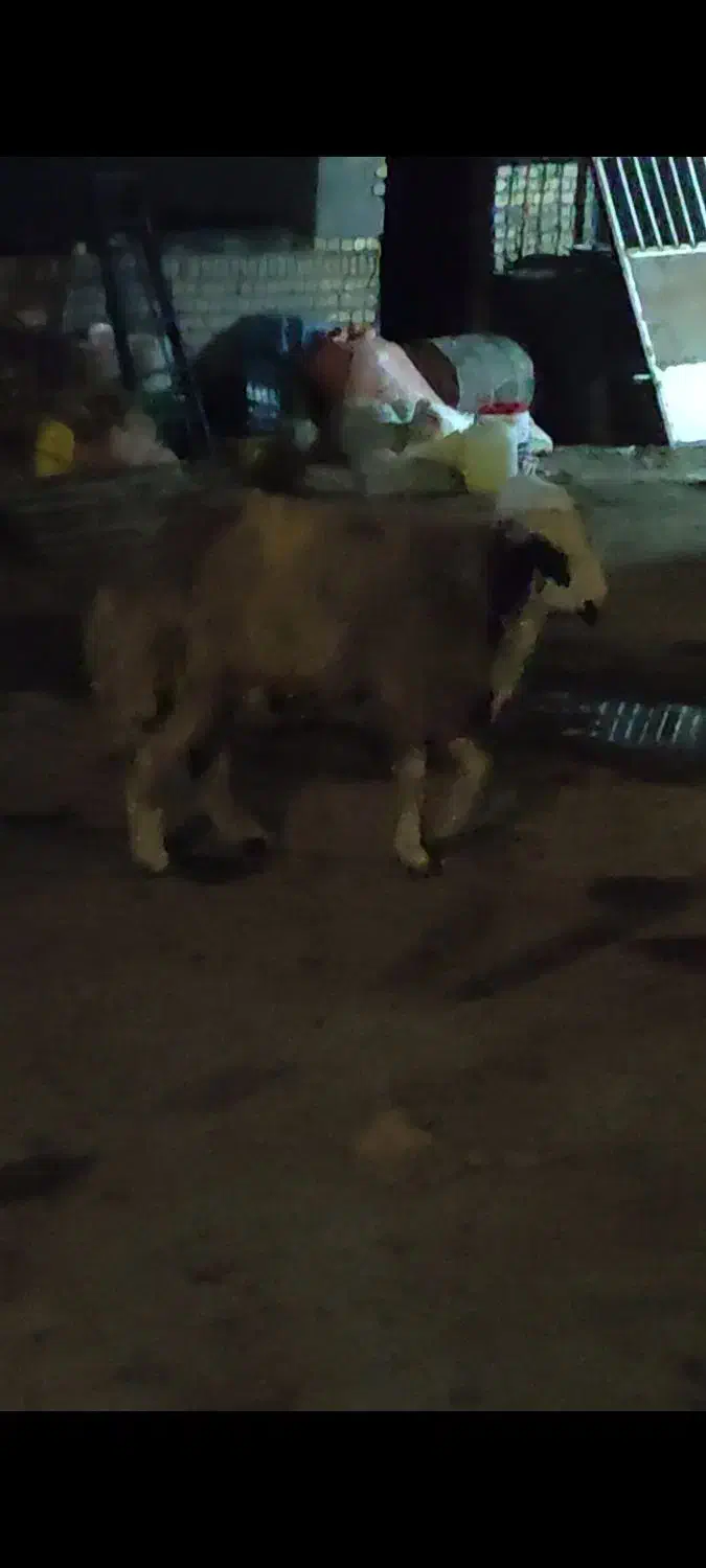 قوچ بذری درجه یک|حیوانات مزرعه|قوچان, |دیوار